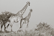 Giraffes