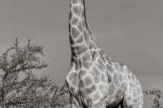 Giraffe, Mashatu