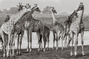 Giraffes, Chobe