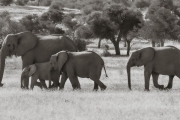 Elephants, Mashatu