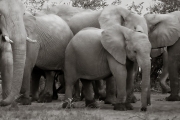 Elephants, Mashatu