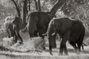 Elephants, Okavango