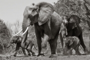 Elephants, Chobe