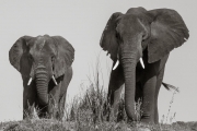 Elephants, Chobe