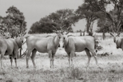 Eland, Mashatu