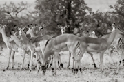 Impala, Mashatu