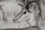 Impala, Okavango