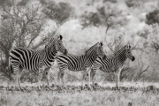 Zebras, Okavango