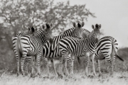 Zebras, Mashatu