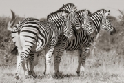 Zebras, Mashatu