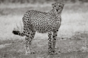 Cheetah, Mashatu