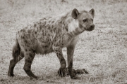 Hyena, Mashatu