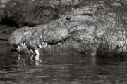 Crocodile, Chobe