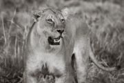 Lioness, Okavango