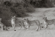 Lion cubs, Chobe