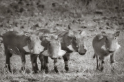 Warthogs, Mashatu