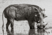 Warthog, Chobe