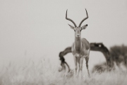 Impala, Mashatu