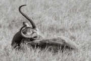 Lechwe, Okavango