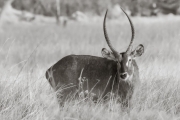 Waterbuck, Okavango