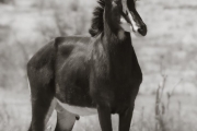 Sable Antelope, Chobe