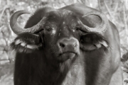 Cape Buffalo, Chobe