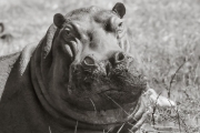 Hippopotamus, Chobe