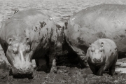 Hippopotamus, Chobe