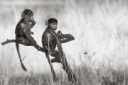 Baboons, Okavango