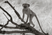 Vervet monkey, Okavango