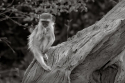 Vervet monkey, Okavango