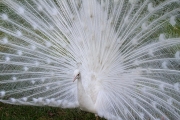 White peacock, Magnolia Gardens