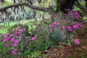 Magnolia Gardens