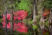 Magnolia Gardens