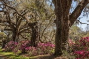 Magnolia Gardens