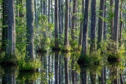 Cypress Gardens
