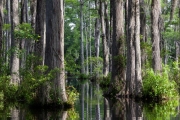 Cypress Gardens