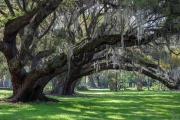 Magnolia Gardens