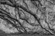 Oak alley