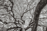 Angel Oak