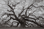 Angel Oak