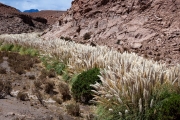 Puritama River Gorge