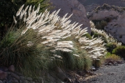 Rio Grande Gorge