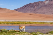 Quepiaco Bothedal