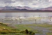 Salar de Tara