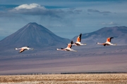 flamingos, Chaxa