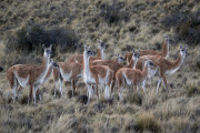 guanacos, Patagonia National Park