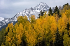 Colorado Aspens