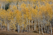 Kebler Pass