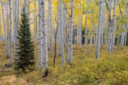 Kebler Pass